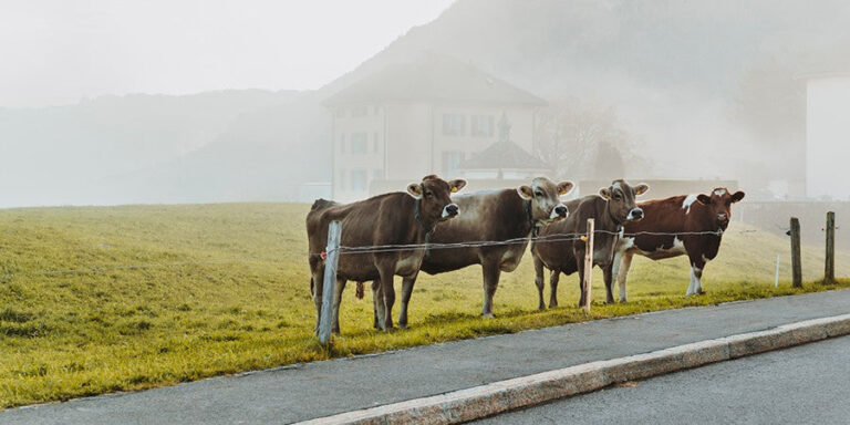 Unser Nachbar und Milchlieferant Franz und seine schönen Tiere