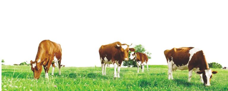 Migros-Wiesenmilch mit Werbebotschaft der Bergkäserei Aschwanden